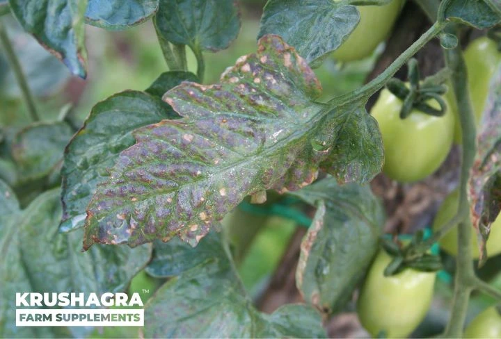How Biopesticides can be Used to Control Downy Mildew in Horticulture and Floriculture Crops
