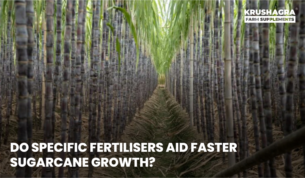 Do Specific fertilizers aid Faster Sugarcane Growth