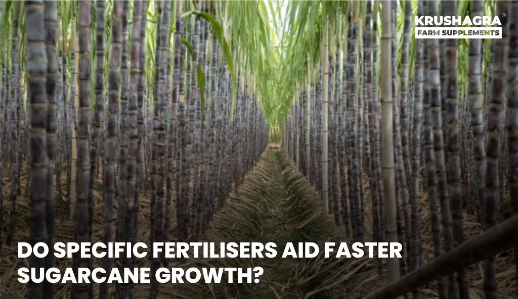 Fertilisers for sugarcane