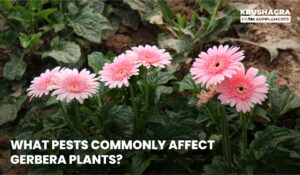 What Pests Commonly Affect Gerbera Plants