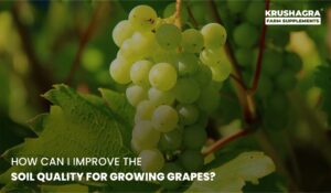 How Can I Improve the Soil Quality for Growing Grapes