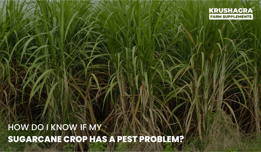 How Do I Know If My Sugarcane Crop Has a Pest Problem