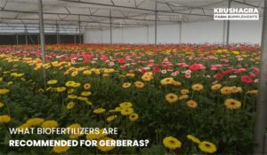 What Biofertilizers Are Recommended for Gerberas