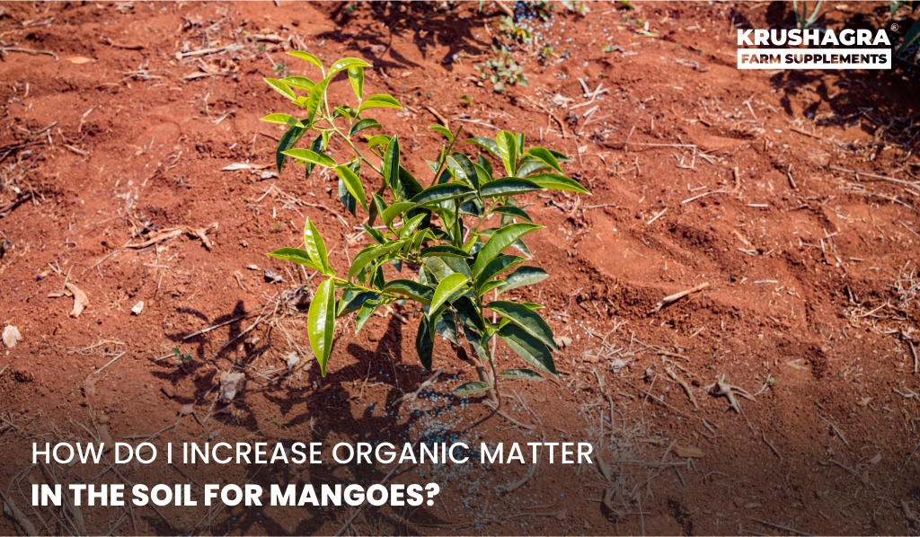 Boost soil health for thriving mango trees! Learn effective ways to increase organic matter in the soil for better growth, yield, and fruit quality.