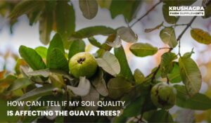 How Can I Tell If Soil Quality is Affecting My Guava Trees