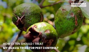 Keep your guava trees pest-free! Learn how often to apply treatments and the best natural & chemical pest control methods for healthy, thriving trees.