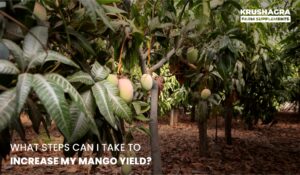 expert tips on soil health, pruning, fertilization, and pest control to boost your mango yield!