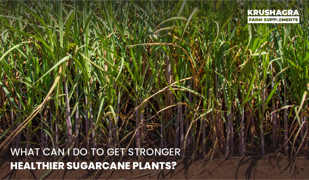 Get Stronger Healthier Sugarcane Plants