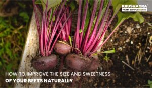 Improve the Size and Sweetness of Your Beets Naturally