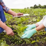 Agricultural Consulting