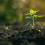 Water Soluble Fertilizers